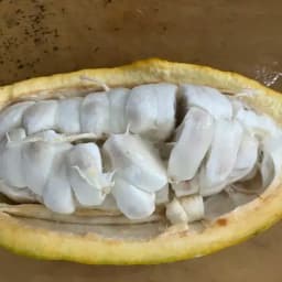 アジアのカカオ産地の未来｜ベトナムから広がる可能性