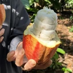 チョコレートだけではない。僕が「カカオを日本の食材にしたい」と考える理由