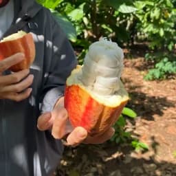 「良いカカオ」とは何だろう｜産地の個性を活かしてチョコレートをつくる