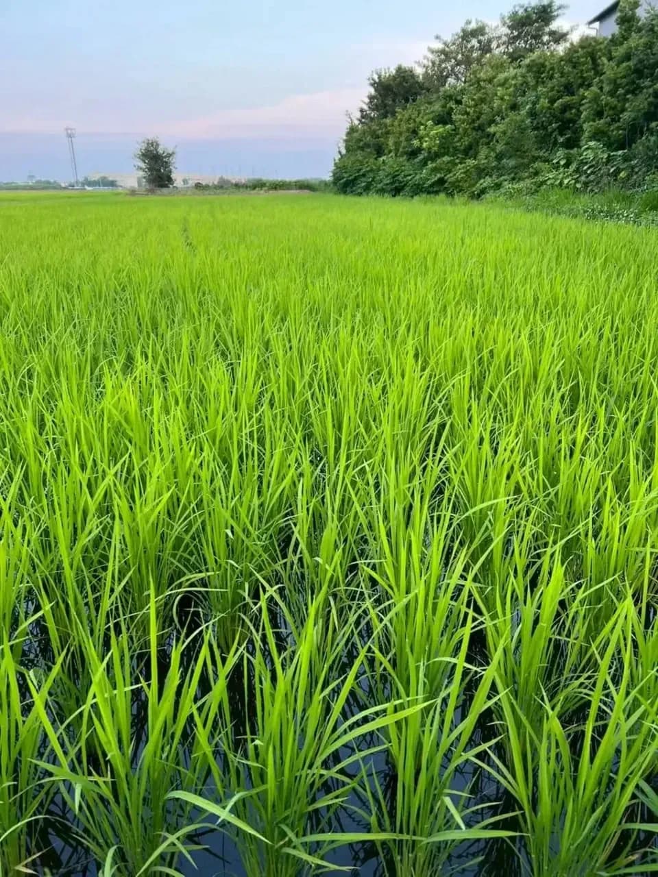 農薬・化学肥料不使用＜千葉県産コシヒカリ＞自然の力と笑顔で作る、手作業仕上げの天日干し米