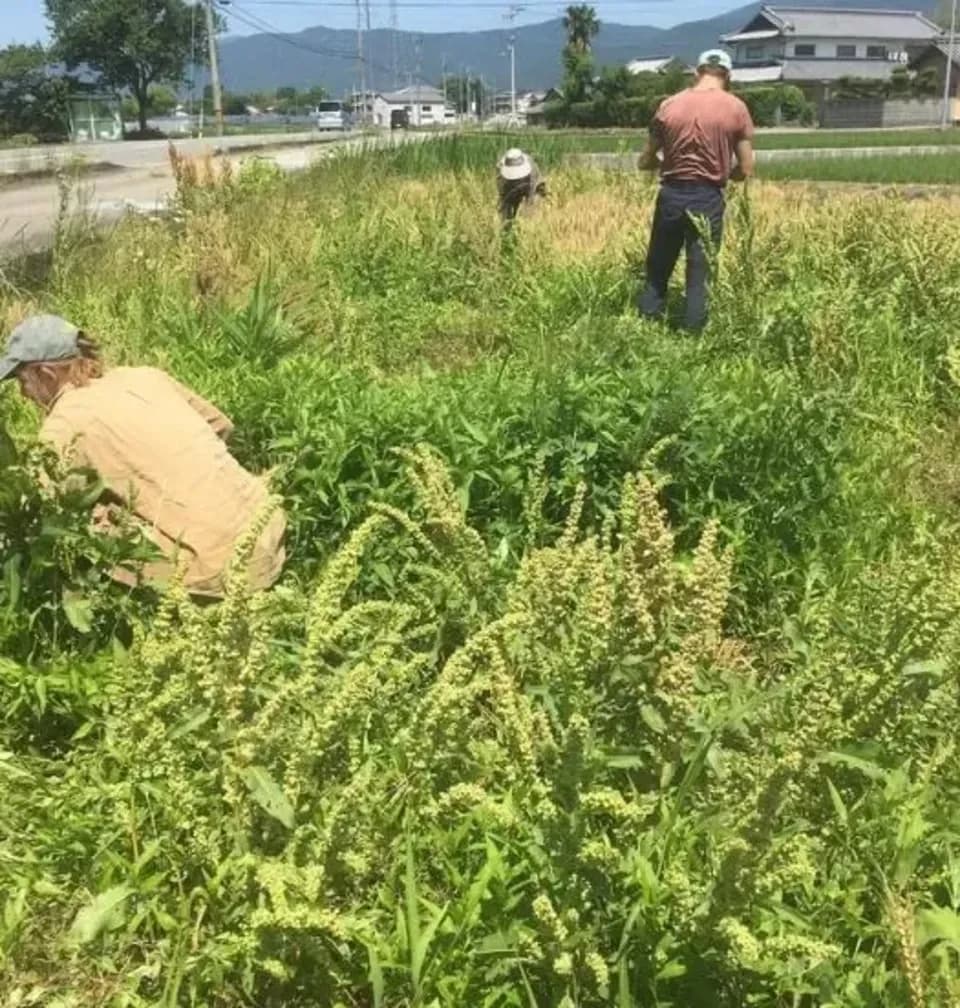 農薬・化学肥料不使用＜千葉県産コシヒカリ＞自然の力と笑顔で作る、手作業仕上げの天日干し米