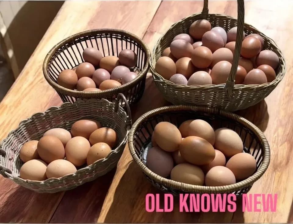 青森・津軽の平飼い卵「りんごのたまご」りんごの発酵飼料で育てた自然卵