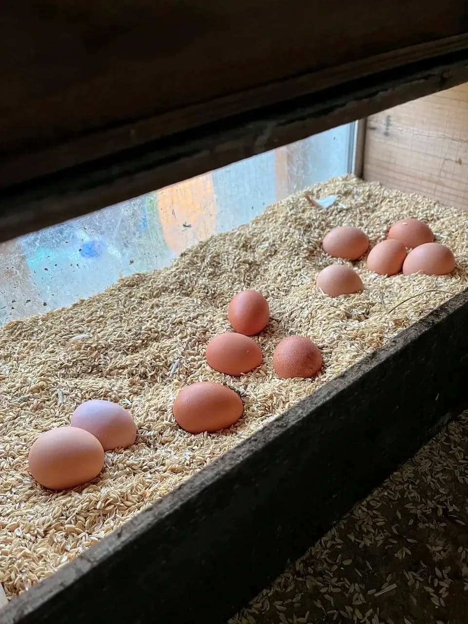 青森・津軽の平飼い卵「りんごのたまご」りんごの発酵飼料で育てた自然卵