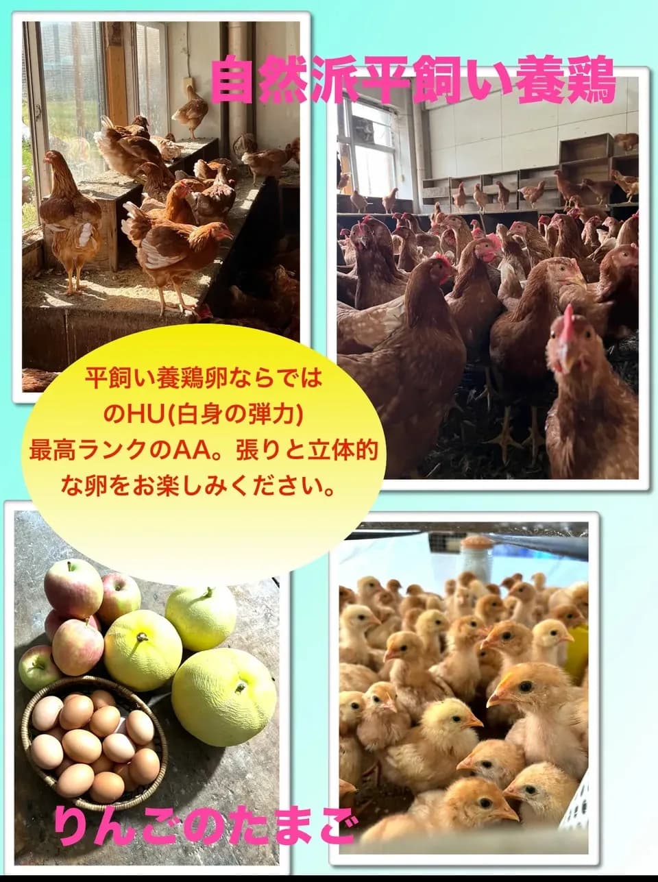 青森・津軽の平飼い卵「りんごのたまご」りんごの発酵飼料で育てた自然卵