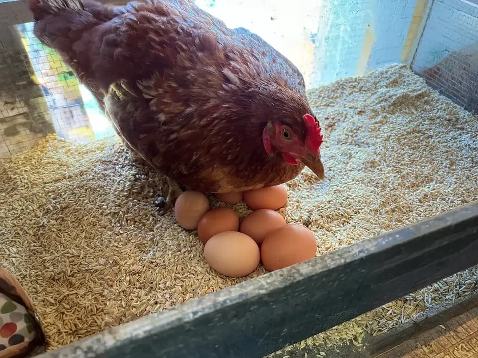 抗生物質不使用の平飼い卵＜りんごのたまご ＞りんご発酵飼料で育てています