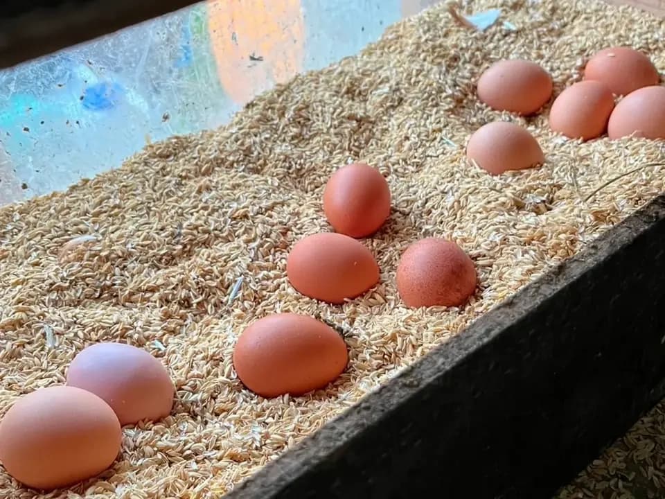 抗生物質不使用の平飼い卵＜りんごのたまご ＞りんご発酵飼料で育てています