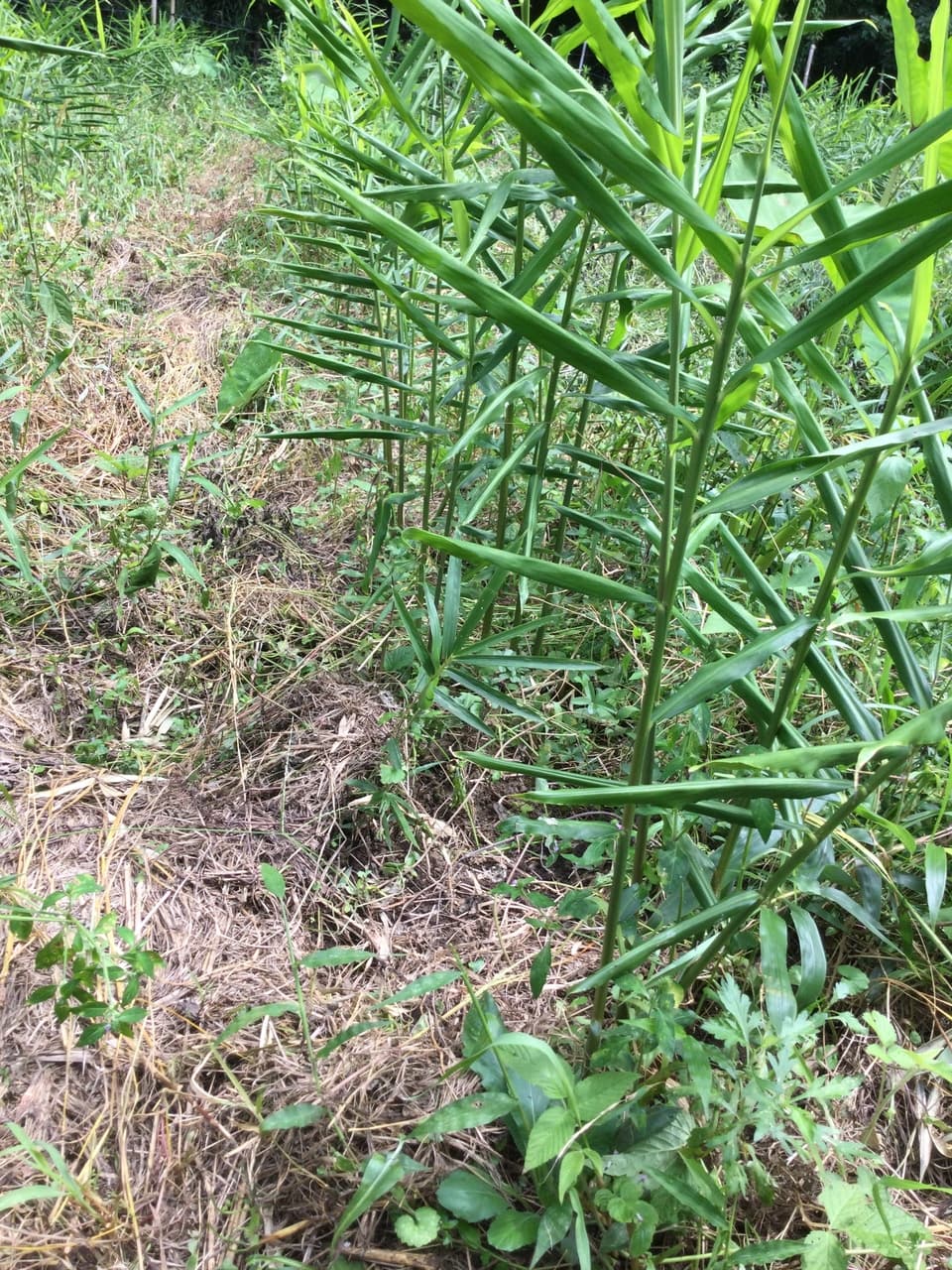 自然農法　不耕起栽培10年以上　新生姜　鹿児島県産