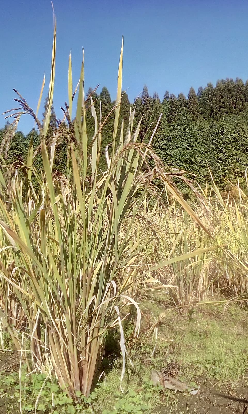 自然栽培・無肥料◎黒米◎R7年度産・完全天日干し