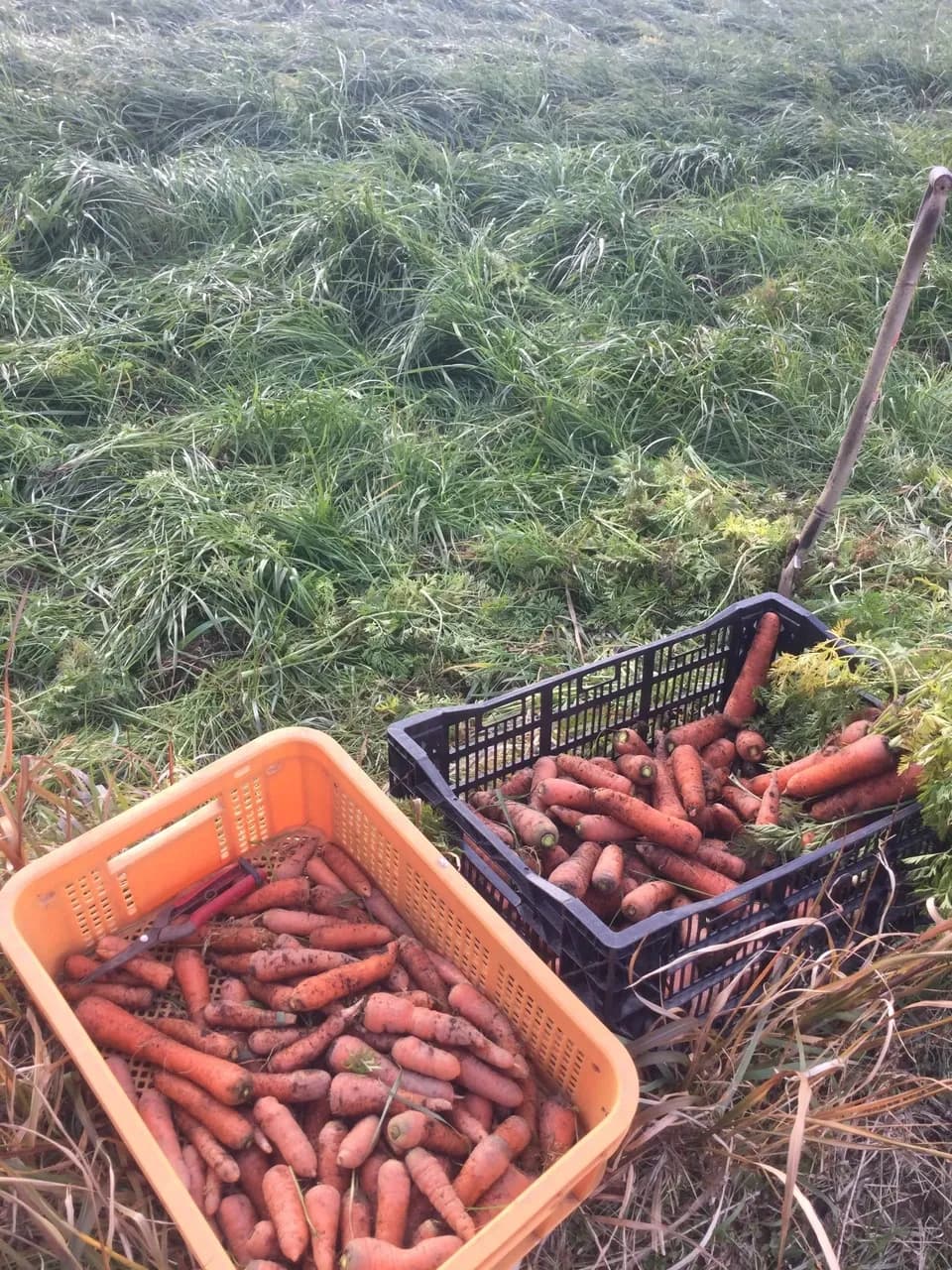 冬季限定、自然農法・自然栽培、お野菜セット。鹿児島県湧水町産