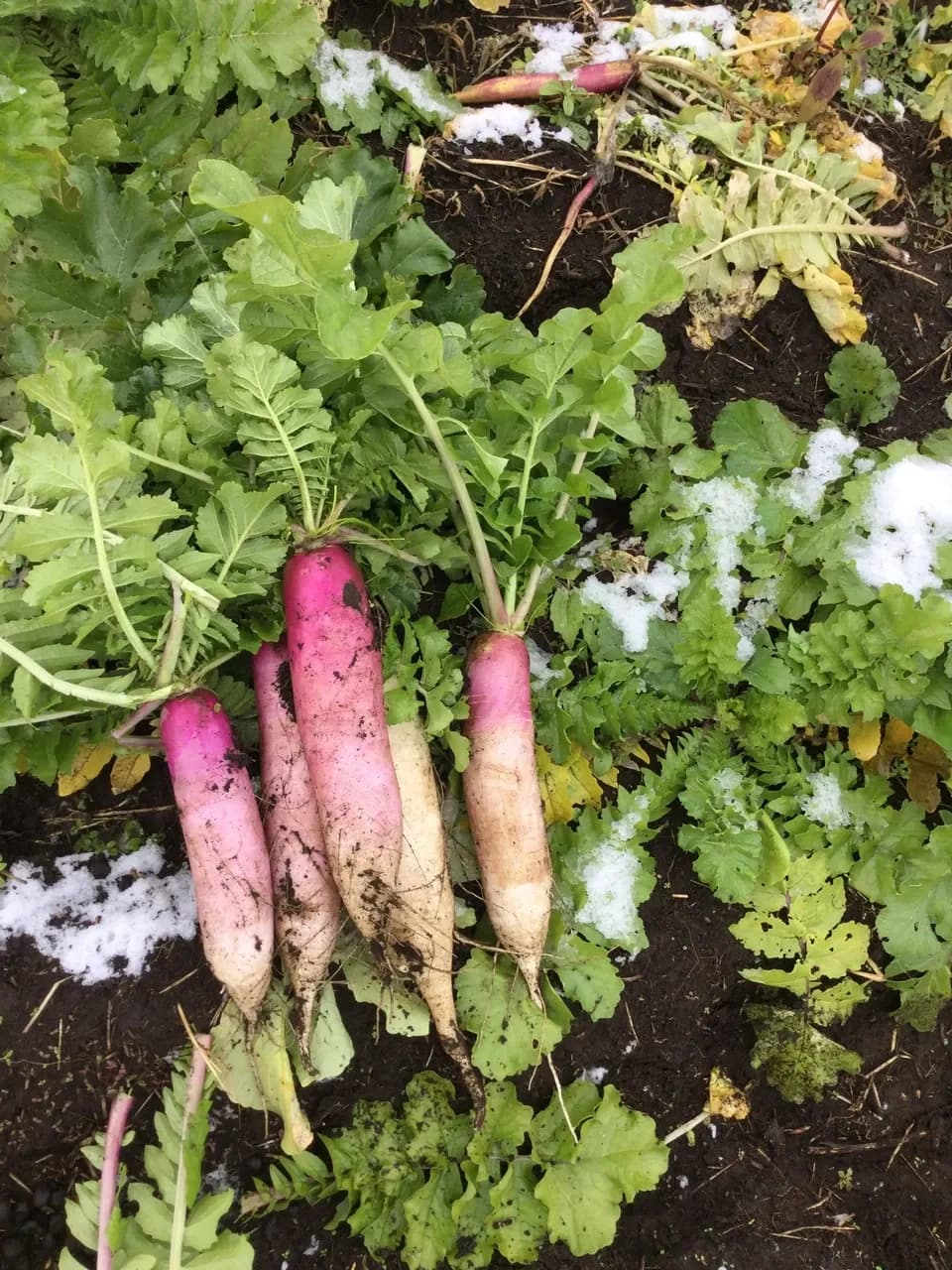 冬季限定、自然農法・自然栽培、お野菜セット。鹿児島県湧水町産