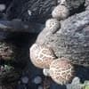 サムネイル 5