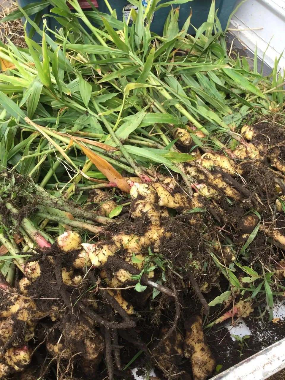 冬季限定、自然農法・自然栽培、お野菜セット。鹿児島県湧水町産