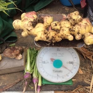 自然農法   無肥料不耕起栽培    新生姜 