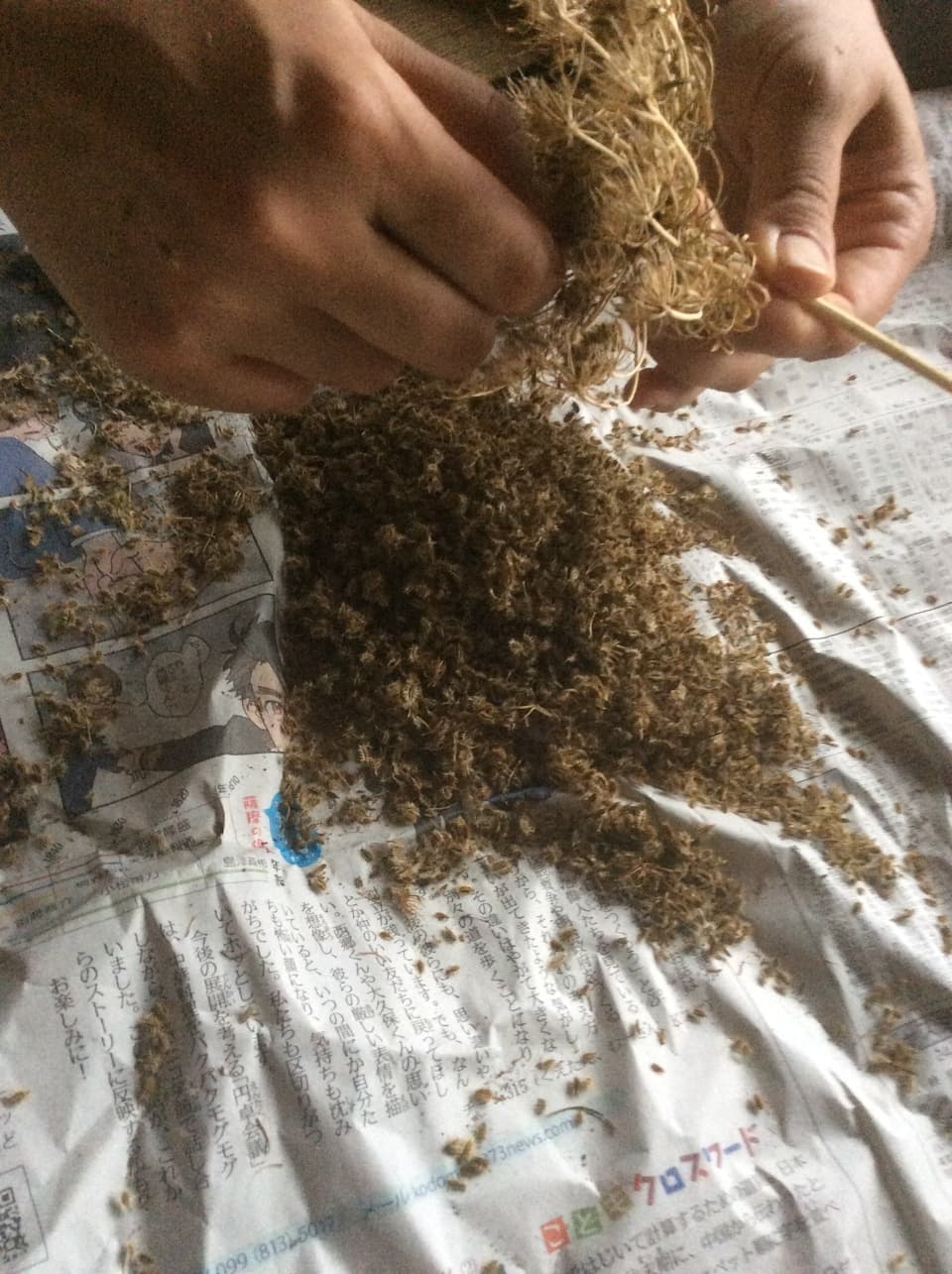 無肥料無農薬の自然栽培 ◎黒田五寸人参 ◎鹿児島県 湧水町産 