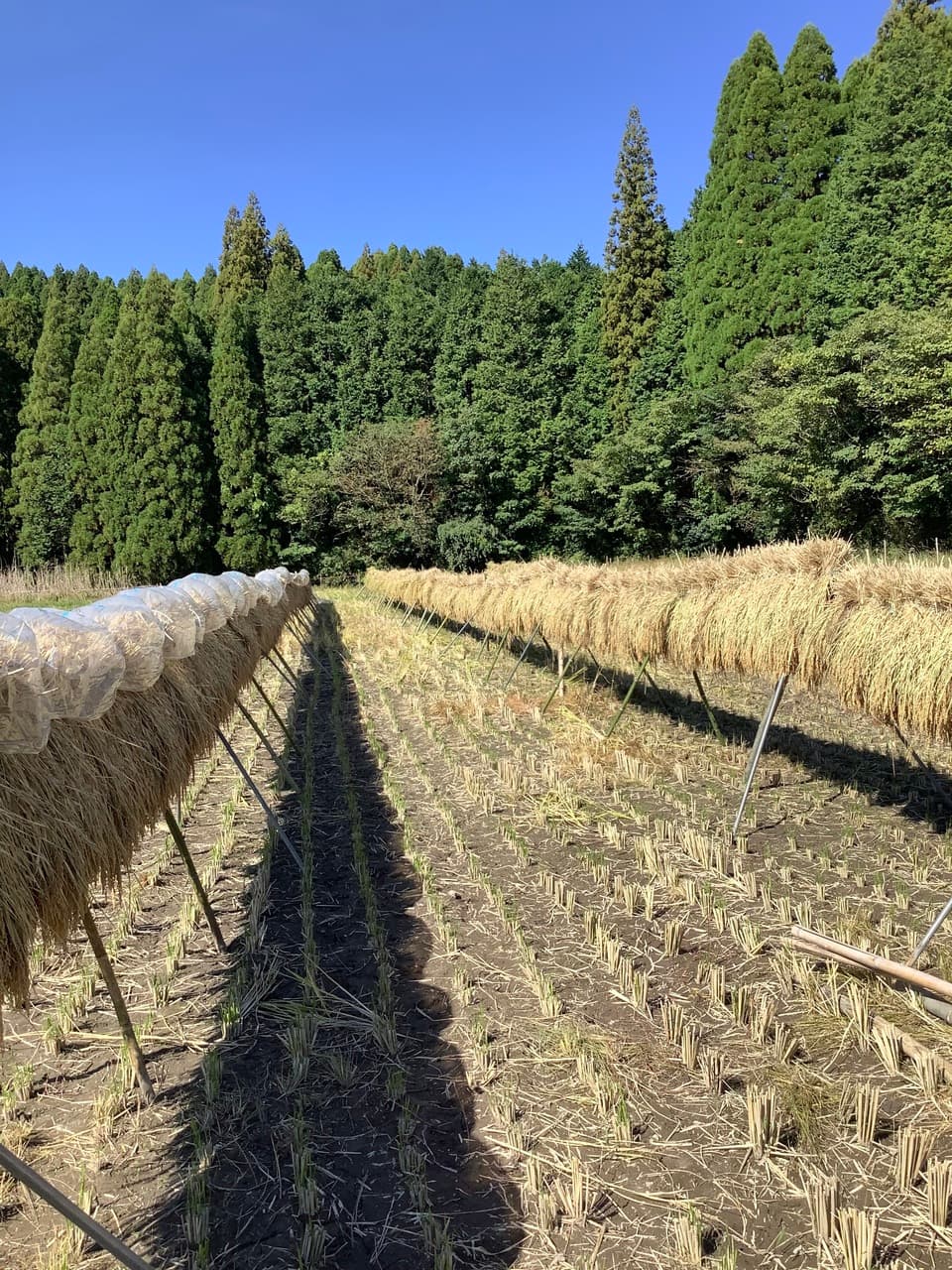 令和7年度産　自然栽培　無肥料栽培　天日干し　もち米（さつまゆきもち）無色選別