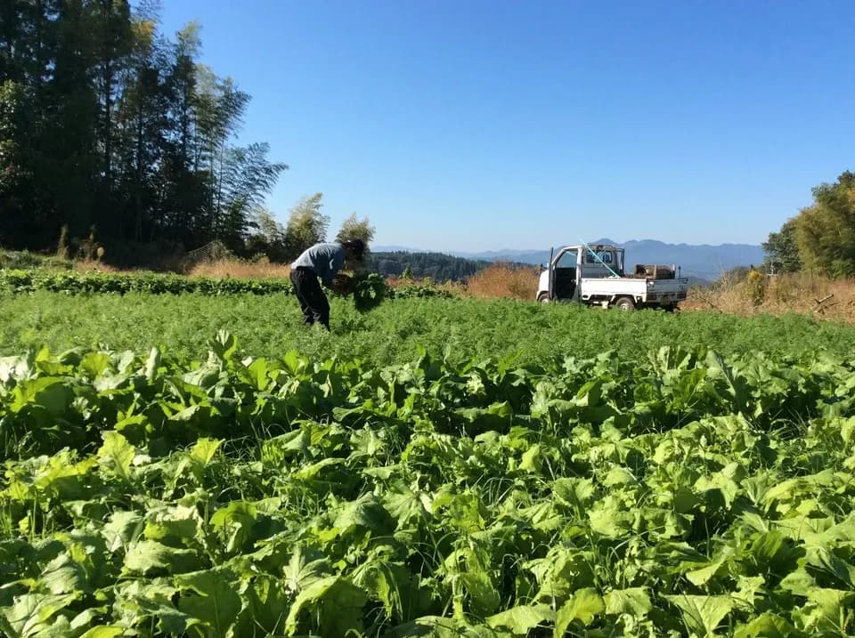 冬季限定、自然農法・自然栽培、お野菜セット。鹿児島県湧水町産