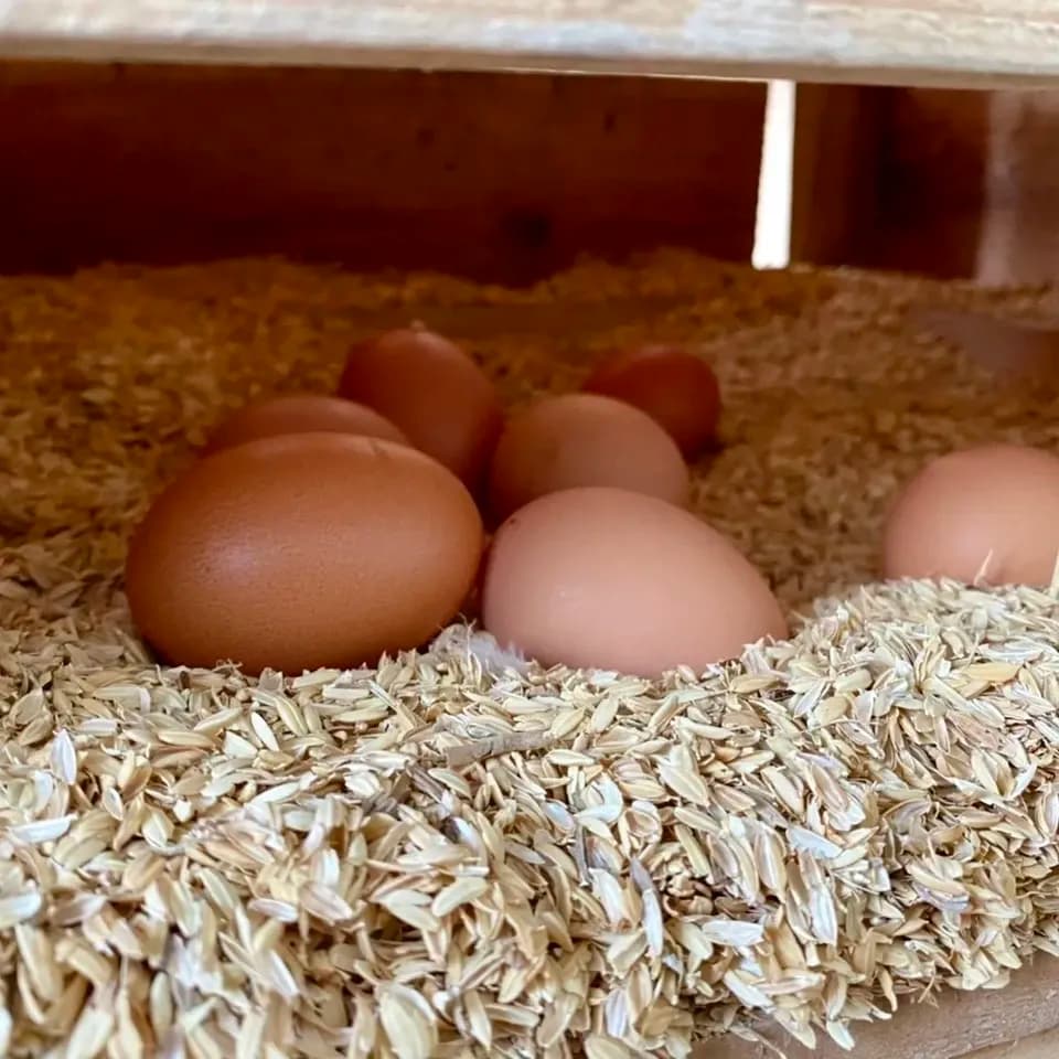 純国産鶏もみじの放し飼いプレミアムたまご