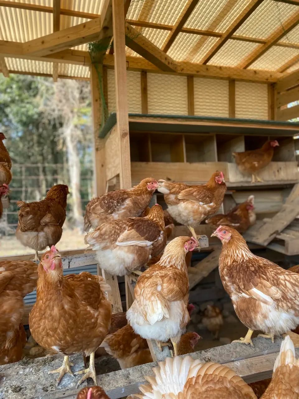 純国産鶏もみじの放し飼いプレミアムたまご