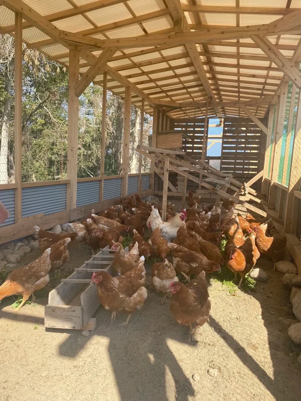 純国産鶏もみじの放し飼いプレミアムたまご