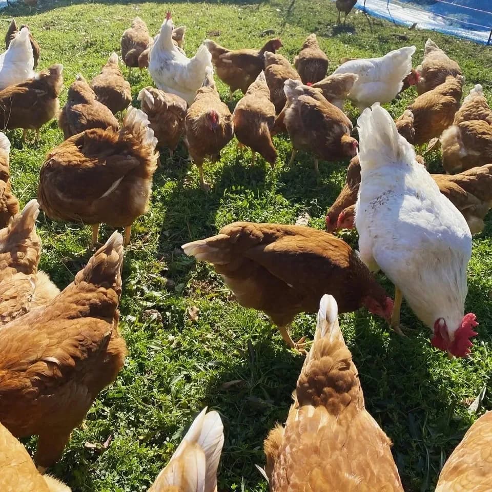 純国産鶏もみじの放し飼いプレミアムたまご