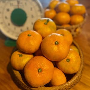 農薬不使用！青島みかん