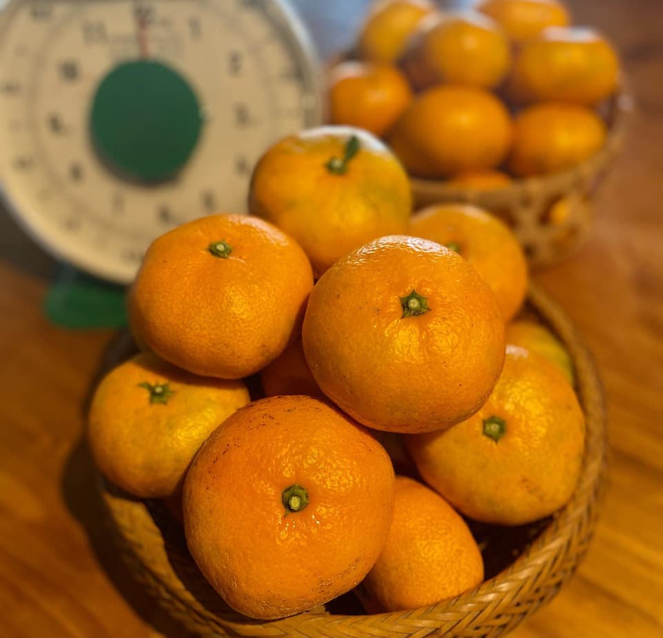 農薬不使用！青島みかん