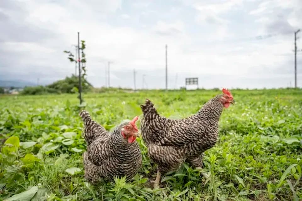 優秀賞を受賞した　北海道の純国産鶏平飼い自然卵「おのたま」