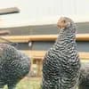 サムネイル 12