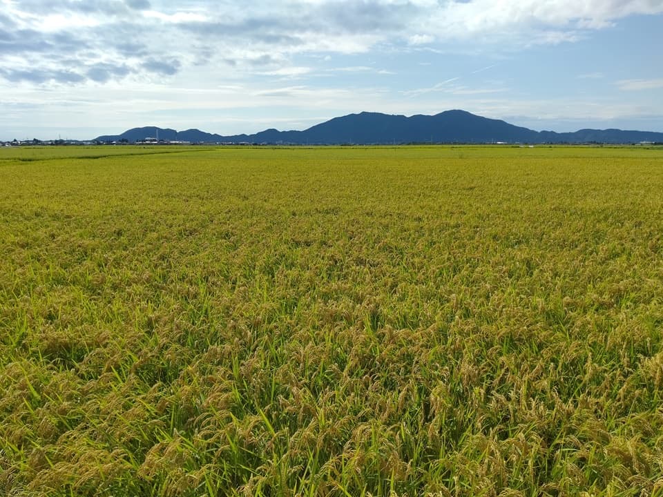 【7年産】令和7年度産＜新潟産コシヒカリ＞真空パック（選べる精米　玄米/白米/分づき米）2015年より連続残留農薬検出ゼロ継続中