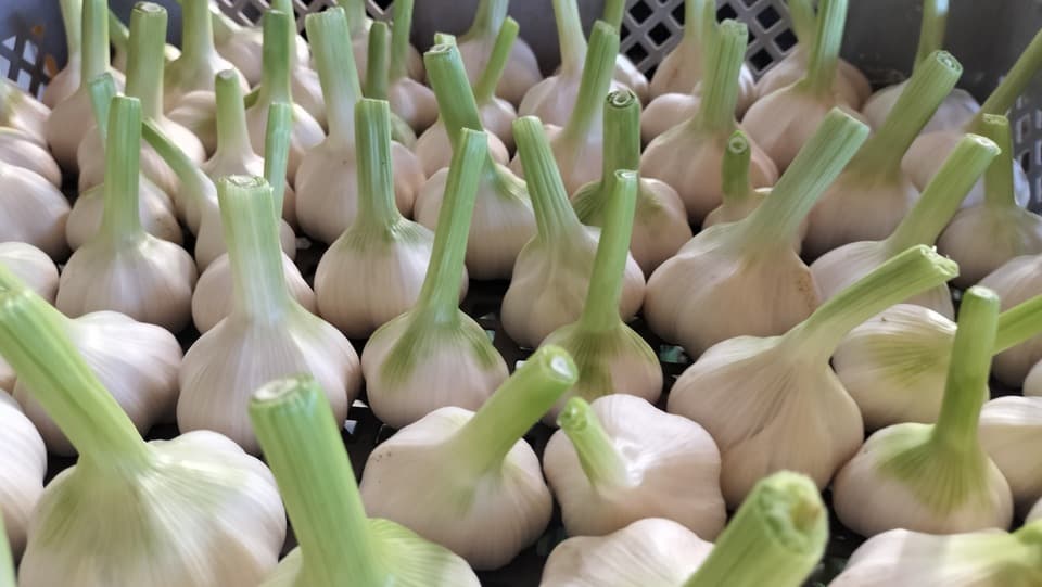 【無農薬・無化学肥料ニンニク】・米糠堆肥栽培