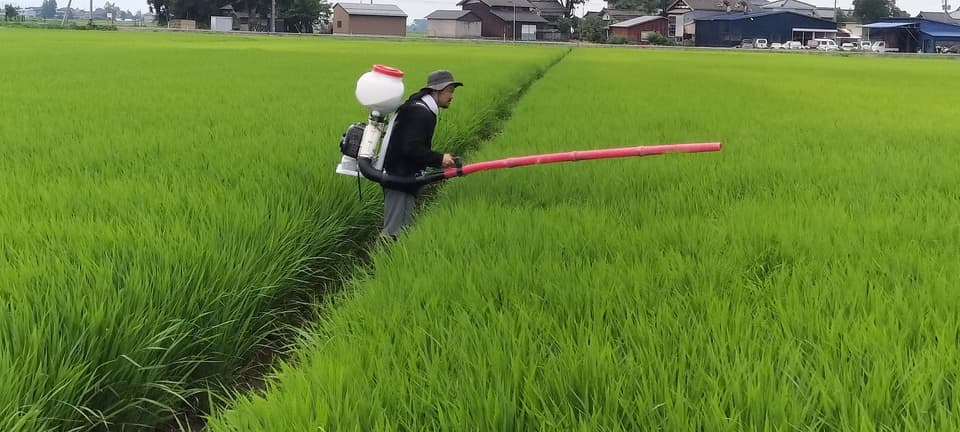 【7年産】＜新潟産コシヒカリ伊助＞（選択精米　玄米/白米/分付き米）2015年より連続残留農薬検出ゼロ