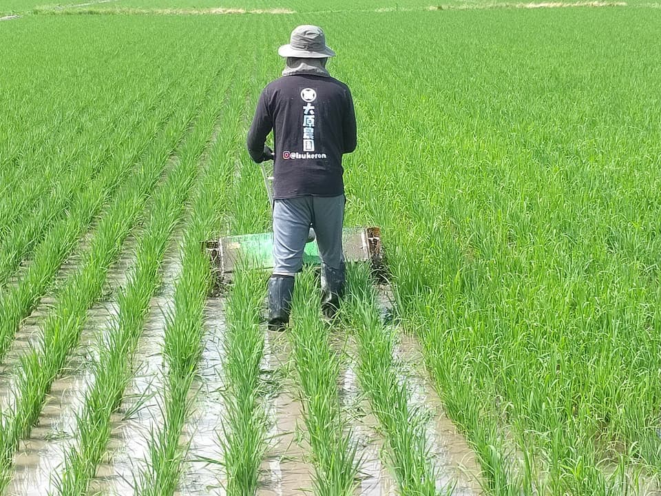 【7年産】＜新潟産コシヒカリ伊助＞（選択精米　玄米/白米/分付き米）2015年より連続残留農薬検出ゼロ