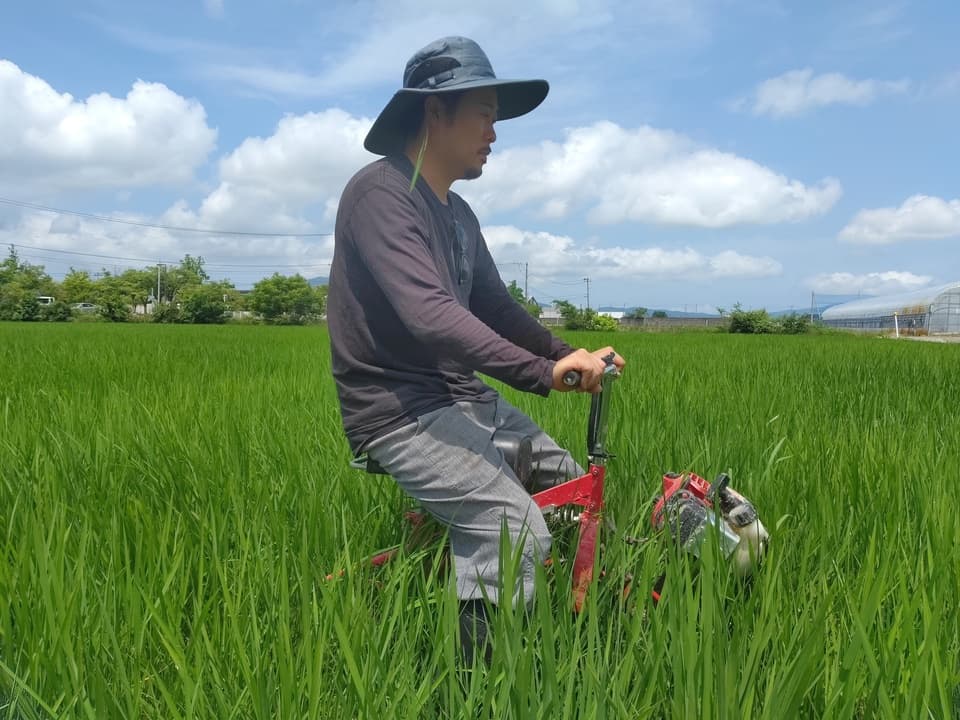 【7年産】＜新潟産コシヒカリ伊助＞（選択精米　玄米/白米/分付き米）2015年より連続残留農薬検出ゼロ