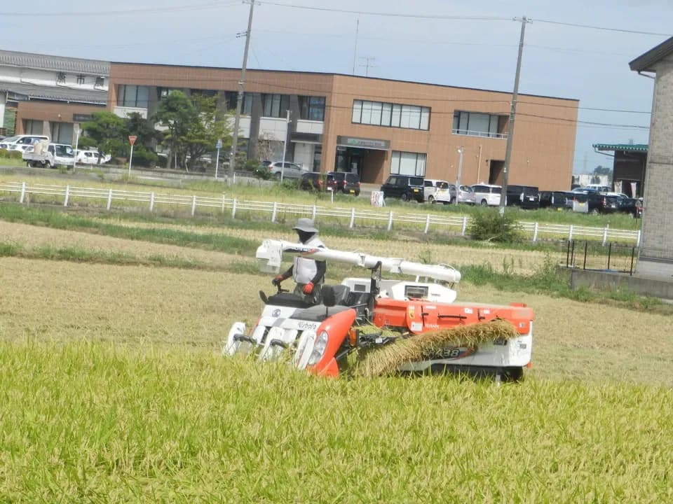 【新米】令和7年度産＜新潟産ミルキークイン＞真空パック（選択精米　玄米/白米）残留農薬検出ゼロ継続中