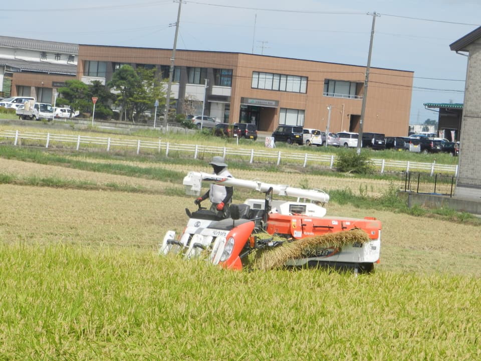 【令和７年度産】新潟産：ミルキークイン（選択精米　玄米/白米）連続留農薬検出ゼロ挑戦米