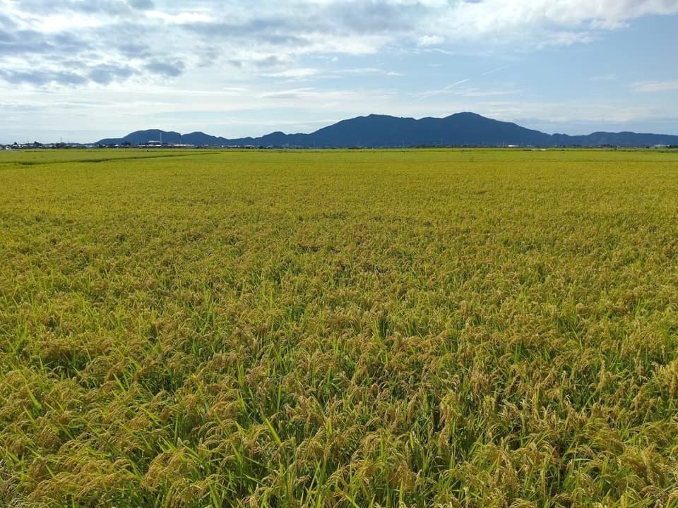 【令和７年度産】新潟産：ミルキークイン（選択精米　玄米/白米）連続留農薬検出ゼロ挑戦米
