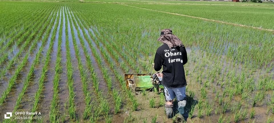 【8年産予約真空パック入り】新潟米コシヒカリ3兄弟食べ比べセット