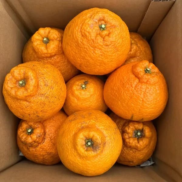 2kg サイズ混合