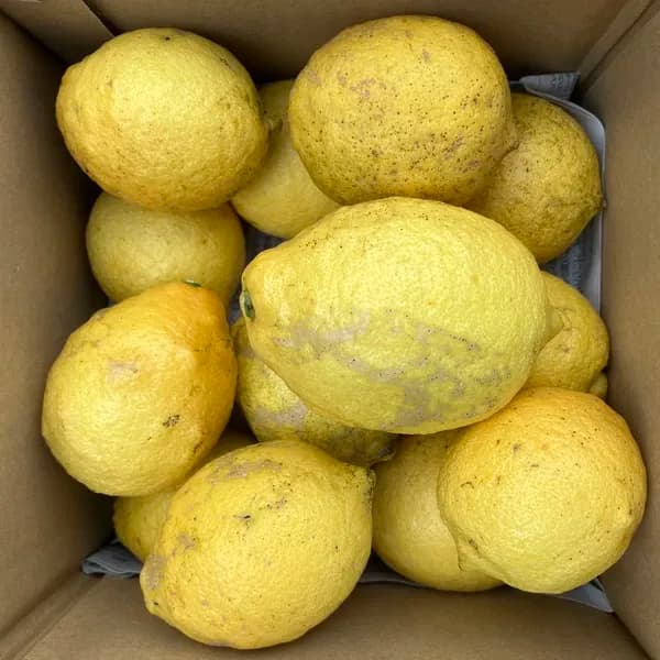 【家庭用】2kg サイズ混合
