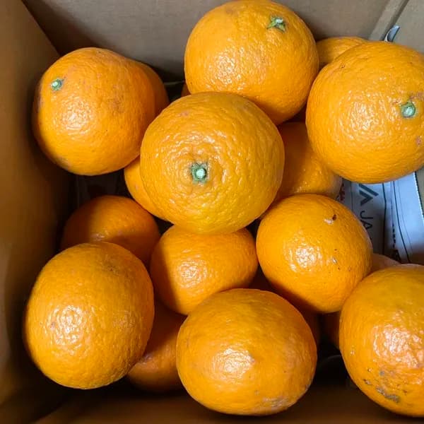 2kg サイズ混合