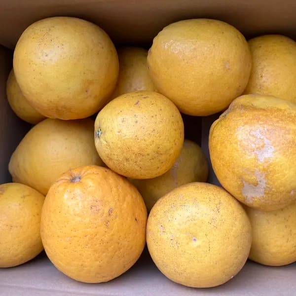 家庭用 4kg サイズ大小混合