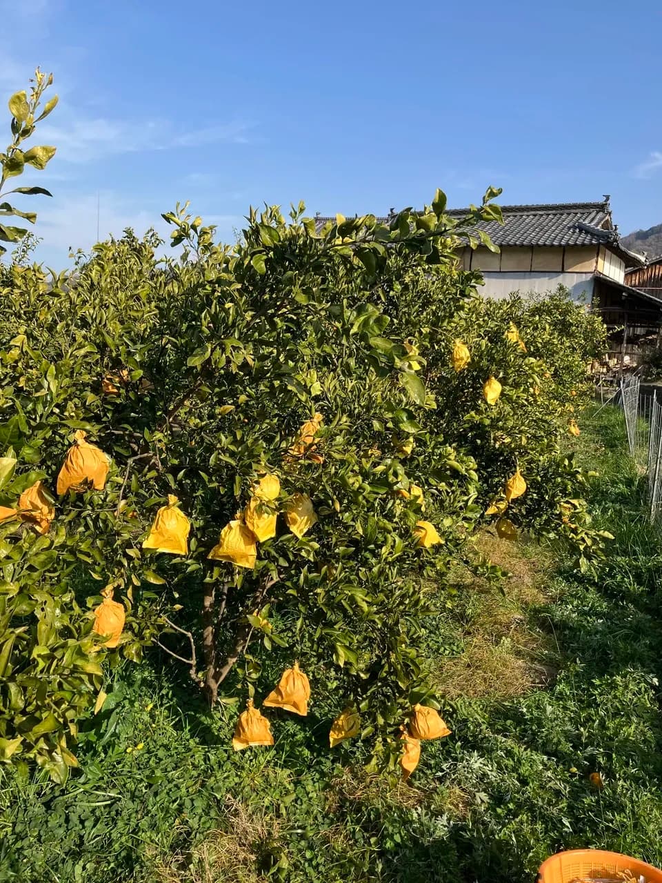  農薬・化学肥料不使用＜愛媛県産有機JAS認証の不知火＞ 手作り有機肥料で育てた甘酸バランスの良い柑橘