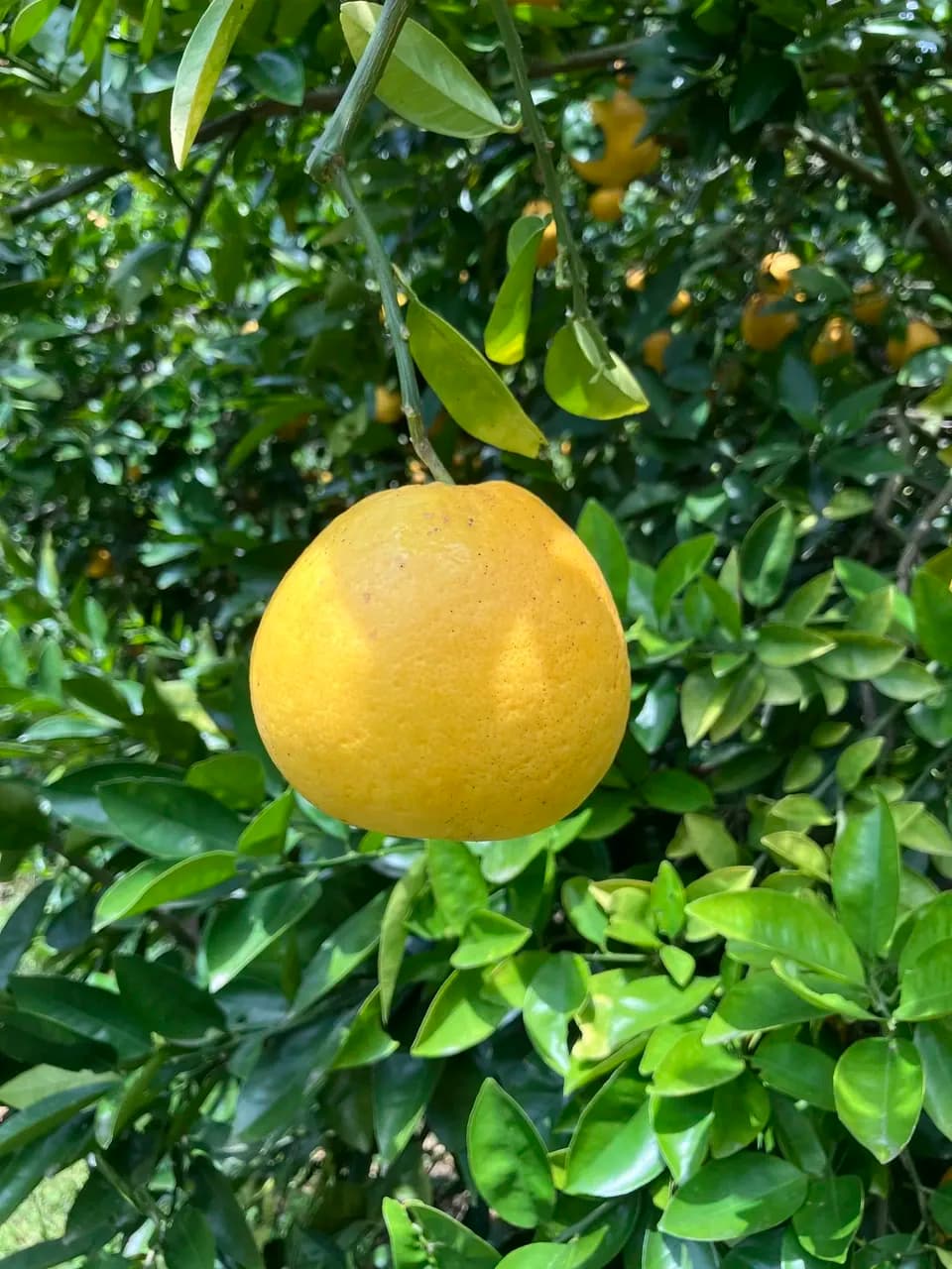 栽培期間中 農薬・化学肥料不使用の河内晩柑＜有機転換期間中＞さわやかな甘味のジューシーな柑橘