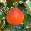 サムネイル 5