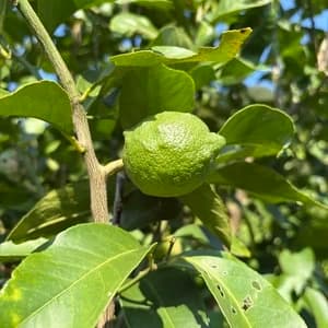 農薬・化学肥料不使用の愛媛県産グリーンレモン＜有機JAS認証＞ フレッシュな酸味と香り