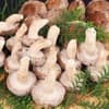 サムネイル 6