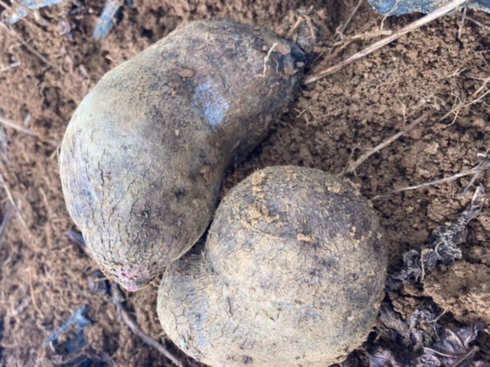与論在来種!食物繊維たっぷり山芋‼︎オーガニックエコフェスタ優秀賞受賞‼︎ 有機JAS認定アカヤマン