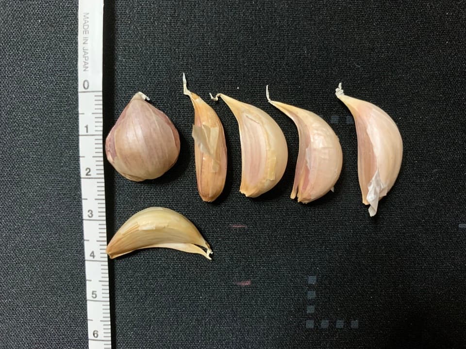 与論のミネラルたっぷり！星砂にんにく《小粒鱗片フリーサイズ》