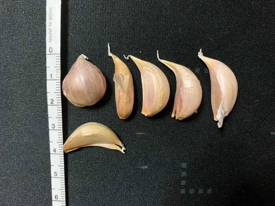 与論のミネラルたっぷり！星砂にんにく《小粒フリーサイズ》