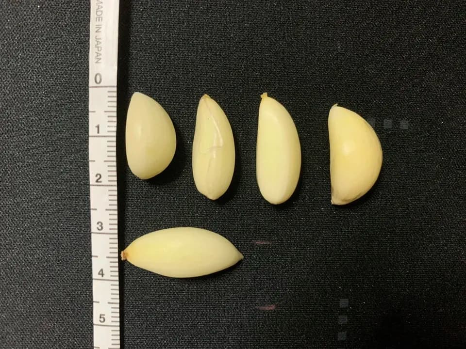 与論のミネラルたっぷり！星砂にんにく《小粒フリーサイズ》